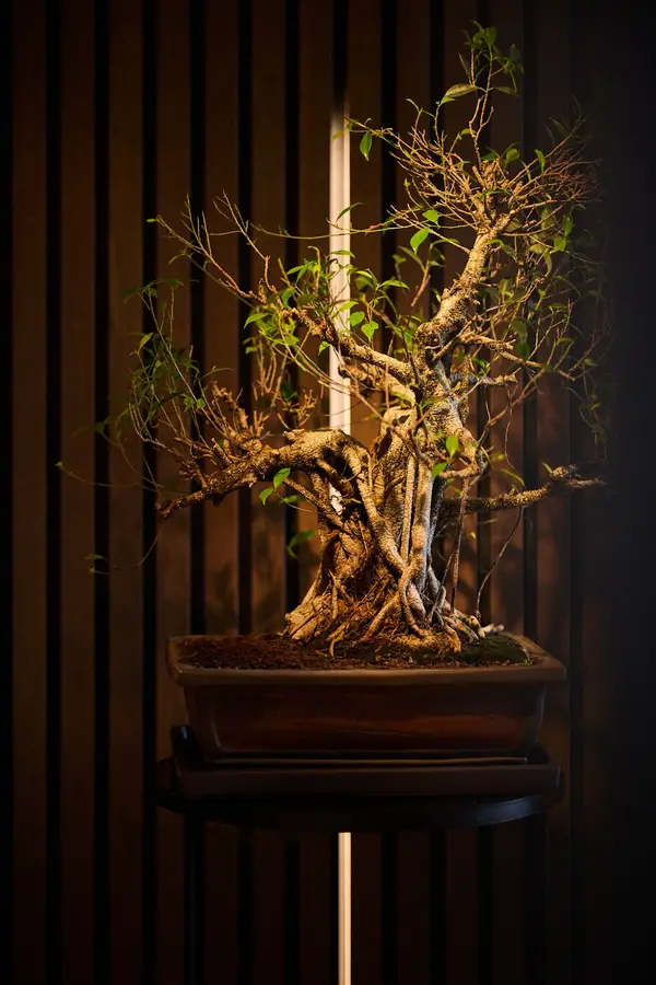 Een bonsai in het strijklicht voor de houten lamellen